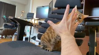 How to play with love to please a Pussy .... Kitty licking happily! - 1 image