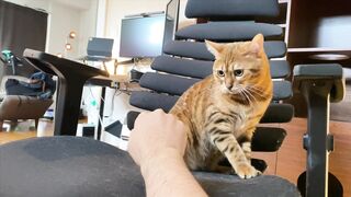 How to play with love to please a Pussy .... Kitty licking happily! - 10 image