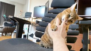 How to play with love to please a Pussy .... Kitty licking happily! - 12 image