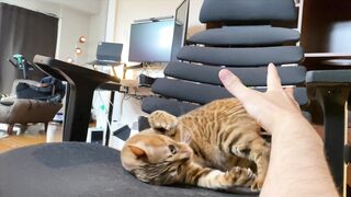 How to play with love to please a Pussy .... Kitty licking happily! - 13 image