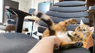 How to play with love to please a Pussy .... Kitty licking happily! - 15 image