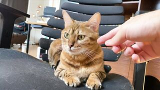 How to play with love to please a Pussy .... Kitty licking happily! - 2 image