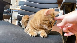 How to play with love to please a Pussy .... Kitty licking happily! - 3 image