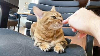 How to play with love to please a Pussy .... Kitty licking happily!