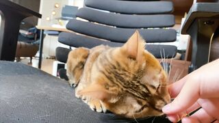 How to play with love to please a Pussy .... Kitty licking happily! - 5 image