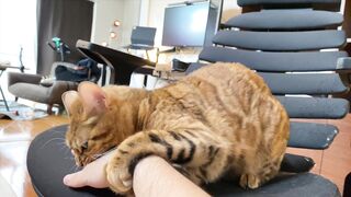 How to play with love to please a Pussy .... Kitty licking happily! - 7 image