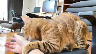 How to play with love to please a Pussy .... Kitty licking happily! - 8 image