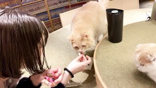 [Erotic cute cat and estrus mating] Big tits big butt lewd body female college student and Icharab Nyan Nyan SEX raw squirting pleasure can not stop the climax squirting marking! 3 Consecutive Creampies In A Drenched Shaved Pussy! ! ! - 2 image