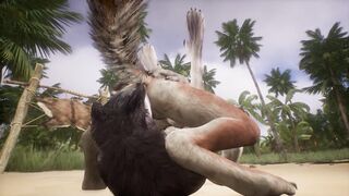 Two wolves play with each other on the beach - Wildlife - 10 image