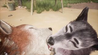 Two wolves play with each other on the beach - Wildlife - 12 image