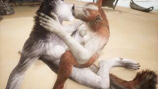 Two wolves play with each other on the beach - Wildlife - 13 image