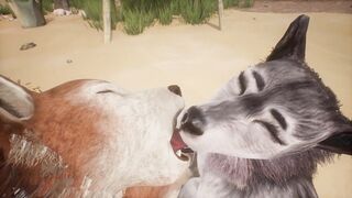 Two wolves play with each other on the beach - Wildlife - 14 image