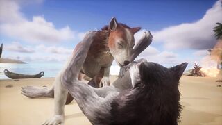 Two wolves play with each other on the beach - Wildlife - 3 image