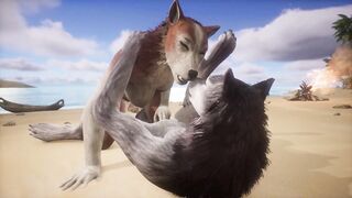 Two wolves play with each other on the beach - Wildlife - 4 image