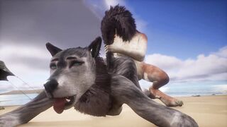 Two wolves play with each other on the beach - Wildlife - 5 image