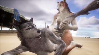 Two wolves play with each other on the beach - Wildlife - 8 image